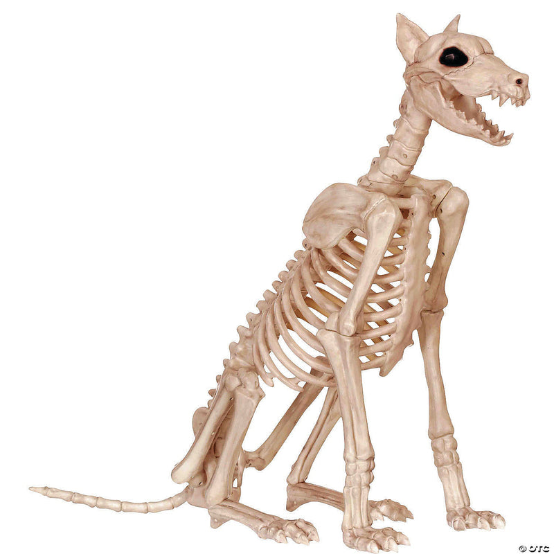 doberman-skeleton